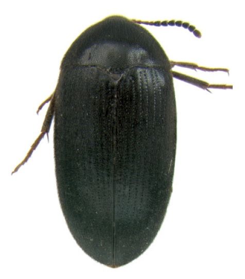 File:Synstrophus repandus dorsal.jpg