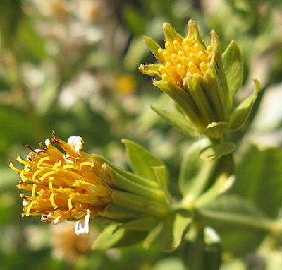 File:Trixis californica var. californica.jpg