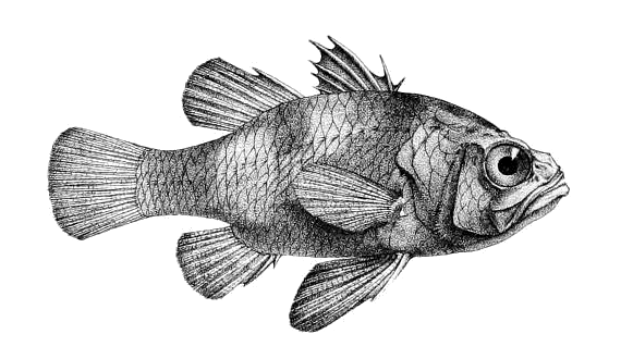 File:Apogonichthyoides nigripinnis (Day).png