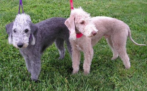 File:Bedlington Terriers.jpg