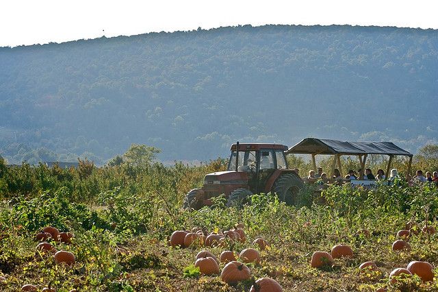 File:Bluemont pumpkin farm.jpg