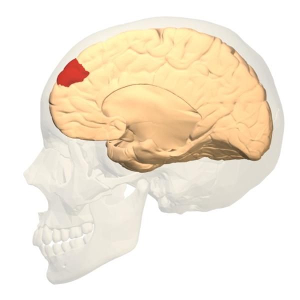 File:Brodmann area 9 medial.jpg