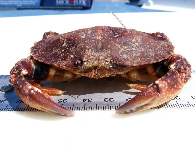 File:Cancergracilis.jpg