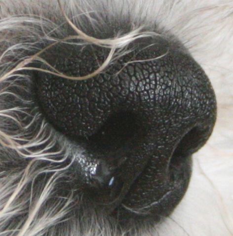 File:Canine-nose.jpg