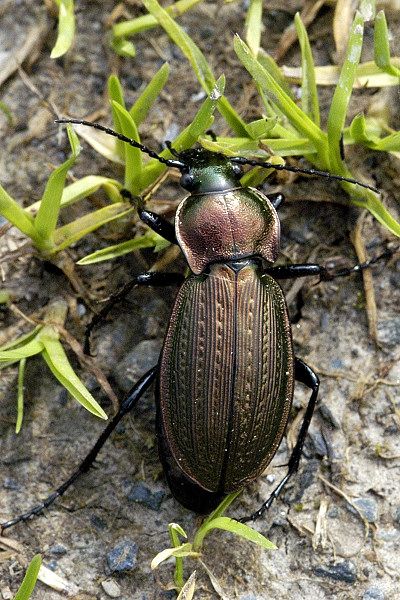 File:Carabus.monilis.adult.jpg