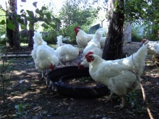 File:Chickens drinking.jpg