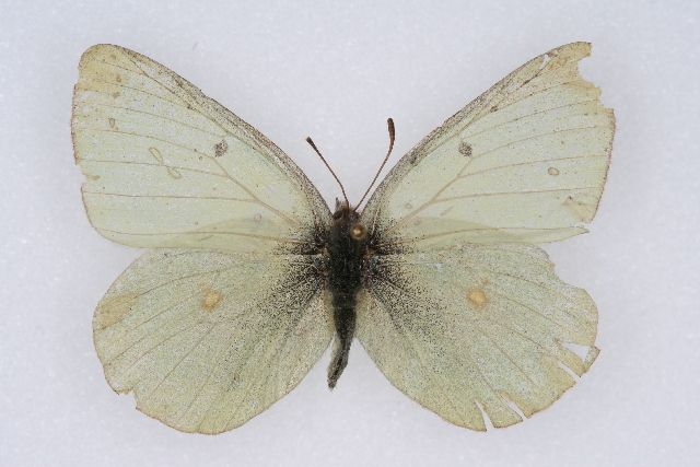 File:Colias scudderii02.jpg