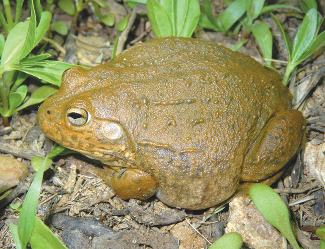 File:Cyclorana occidentalis, female, lateral view 2.png