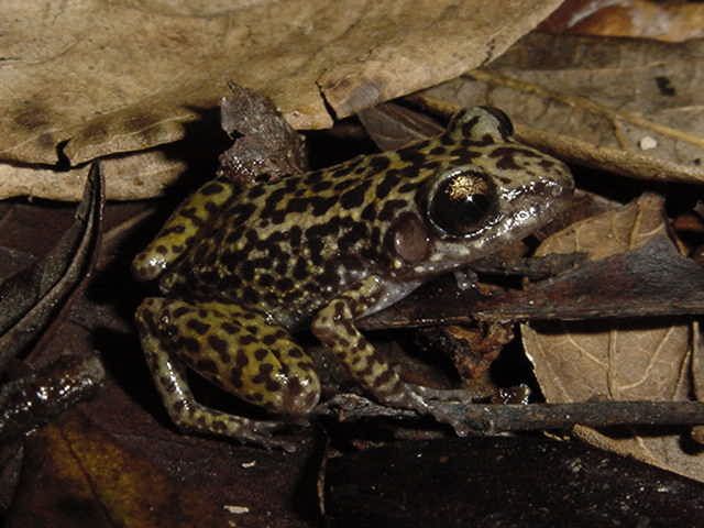 File:Eleutherodactylus ricordii02.jpg