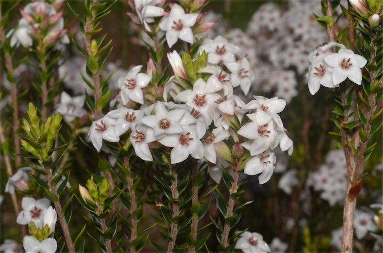 File:Epacris barbata.jpg