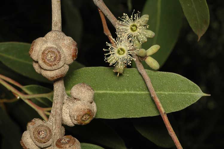 File:Eucalyptus bensonii.jpg