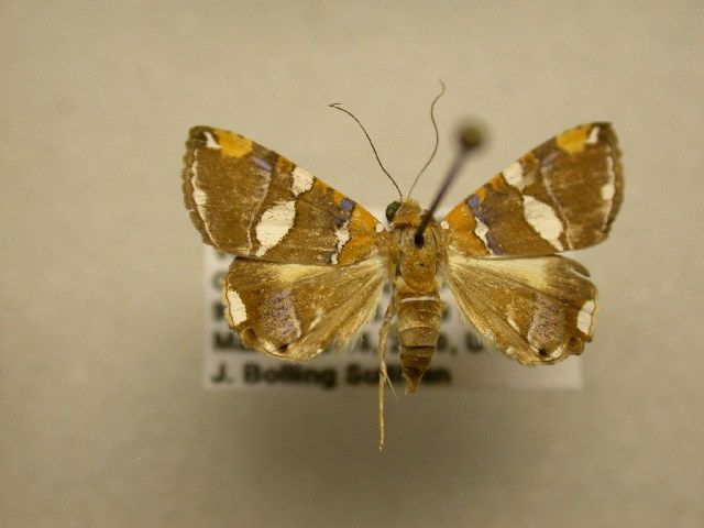 File:Eulepidotis ouocco.jpg