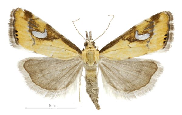 File:Glaucocharis lepidella female.jpg