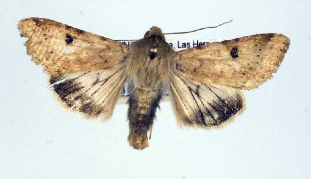 File:Helicoverpa atacamae.jpg