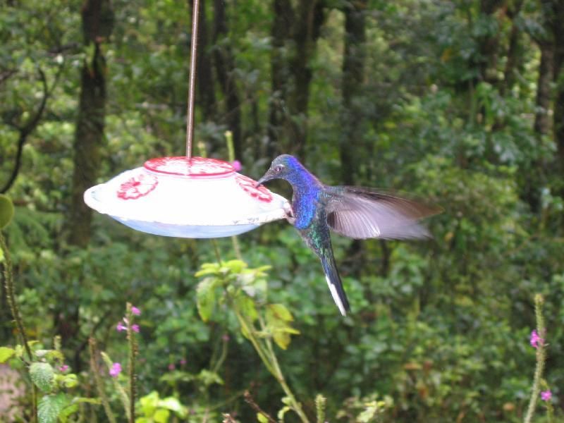 File:Hummingbird3.jpg