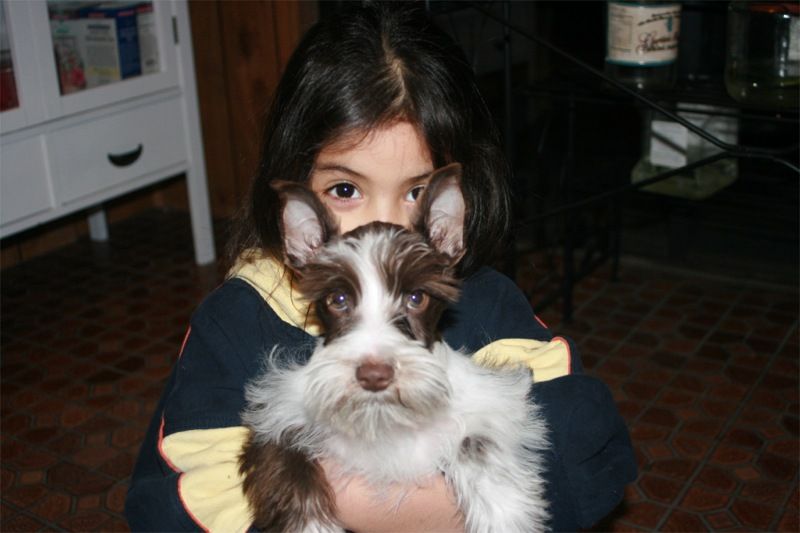 File:Little girl hugging a miniature schnauzer (2007).jpg