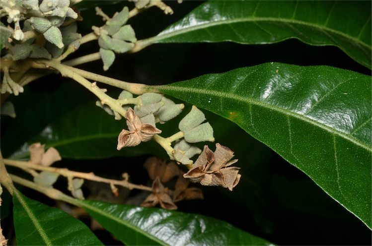 File:Lunasia amara fruit.jpg