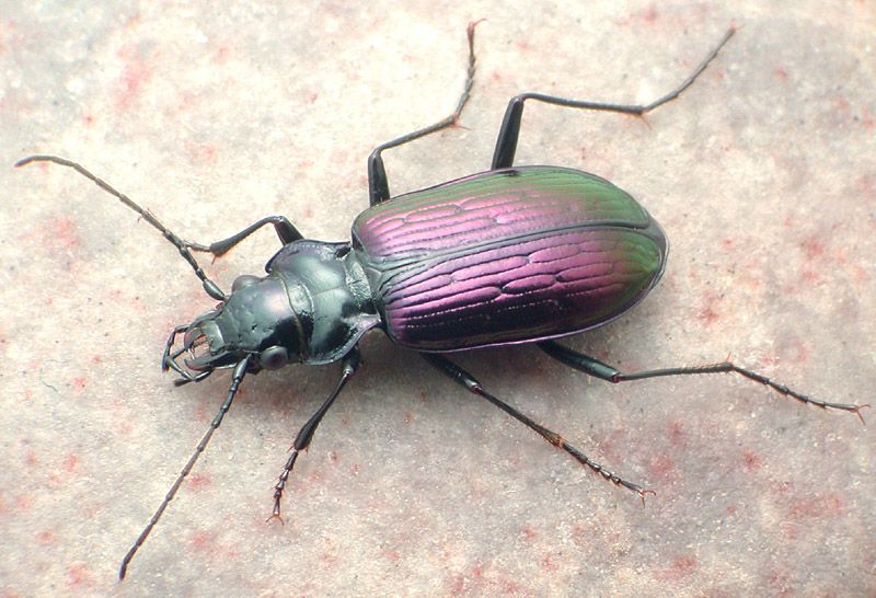 File:Nebria metallica.jpg