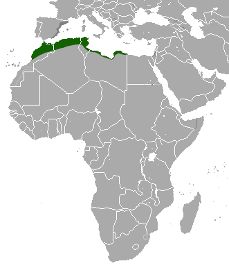 File:North African Hedgehog area.png