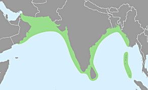 File:Ocypode brevicornis distribution map.jpg