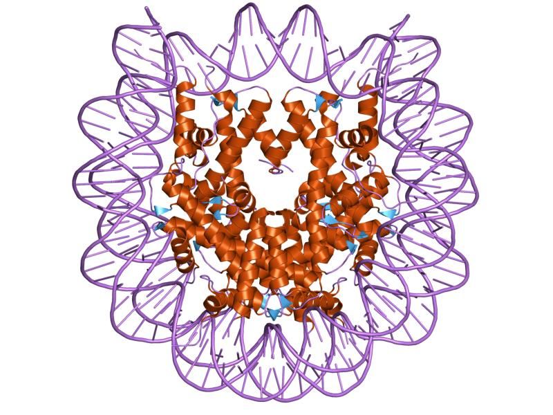 File:PDB 1p3g EBI.jpg