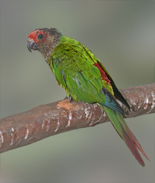 File:Painted Parakeet.jpg