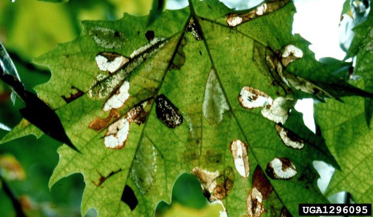 File:Phyllonorycter platani damage.jpg