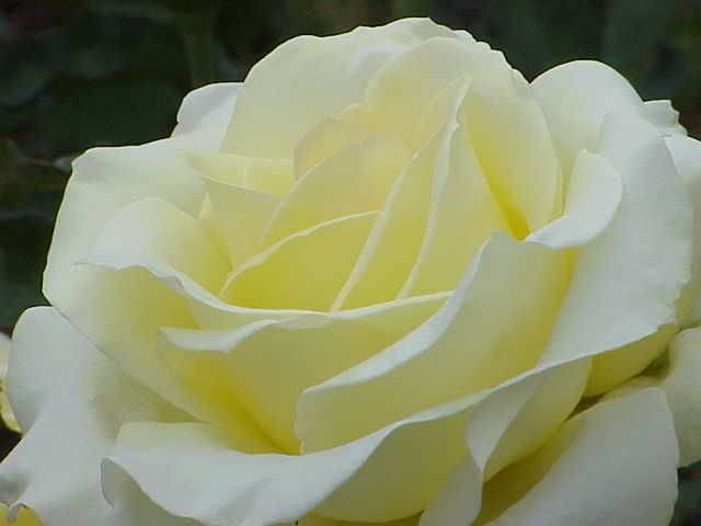 File:Rosa sp.90.jpg