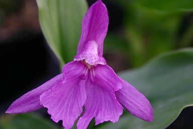 File:Roscoea forrestii 20070614.jpg