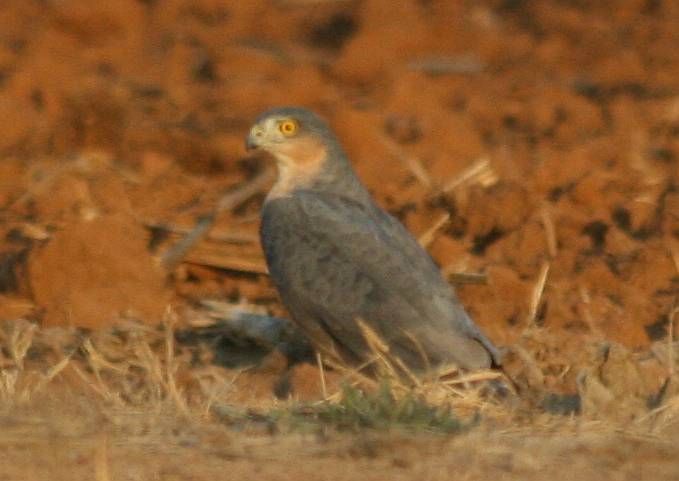 File:Rufous-chested Sparrowhawk (Accipiter rufiventris).jpg