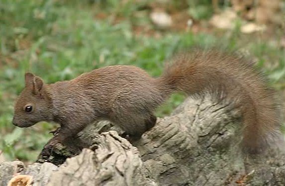 File:Sciurus vulgaris bearn 2004.jpg