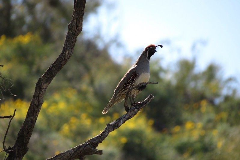 File:Silly Mountain Hike - Gambel's Quail.4.jpg