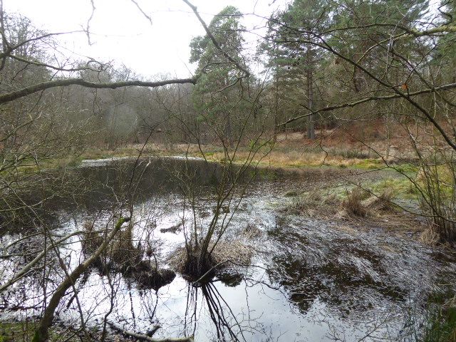 File:Sole Common Pond (2).jpg