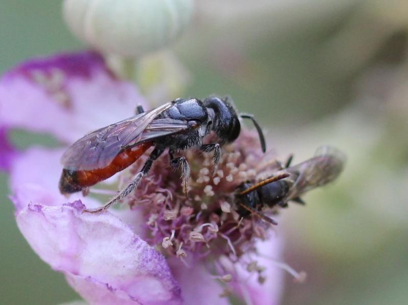 File:Sphecodes crassus.jpg