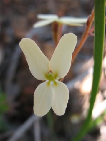 File:Styliidum piliferum flower1.jpg