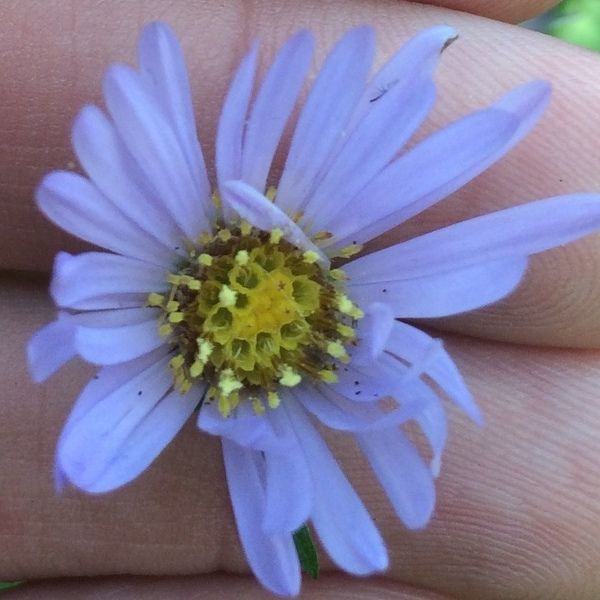 File:Symphyotrichum anticostense 111334594 (cropped).jpg