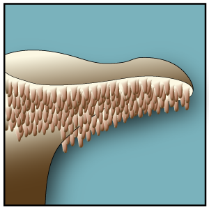 File:Teeth icon.png