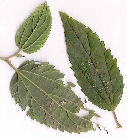 File:Trema tomentosa scanned leaf.jpg