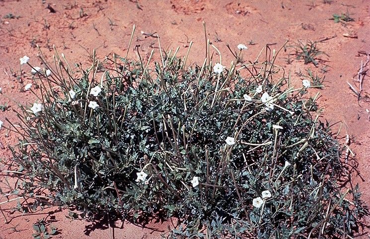 File:Acleisanthes longiflora.jpg