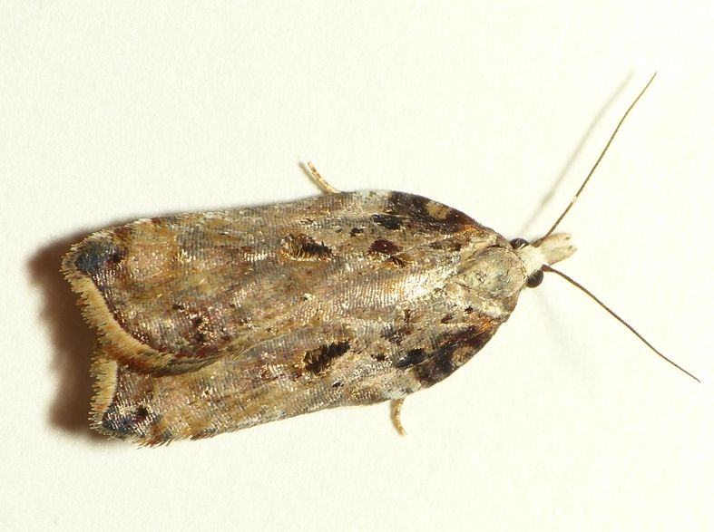 File:Acleris cristana.jpg