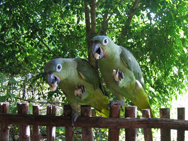 File:Amazona farinosa -Guatemala -eating banana-8 (2).jpg