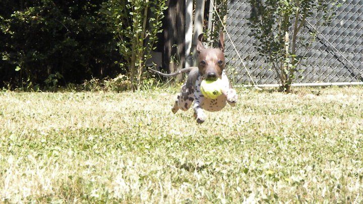 File:American Hairless Terrier at play.jpg