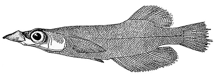 File:Andrianichthys kruyti 2.jpg