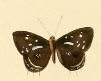 File:Anthene lamias1.JPG