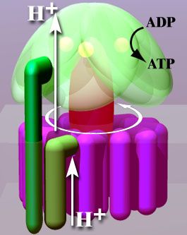 File:Atpsyntase4.jpg