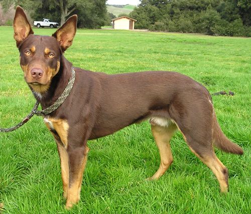 File:Australien Kelpie.jpg