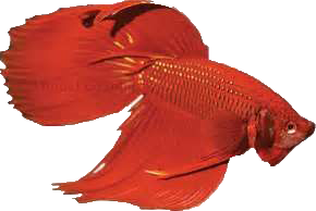 File:Beta Fish Icon.png