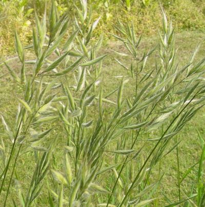 File:Bromus lanceolatus.jpg