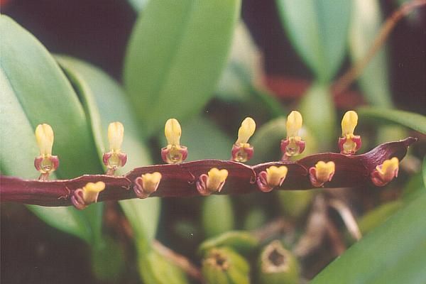 File:Bulbophyllum falcatum.jpg