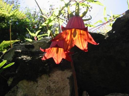 File:Canarina canariensis aragorn05.JPG